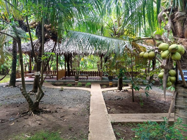 Kelapa Kopyor: Permata Agrowisata yang Menjanjikan di Kecamatan Dukuhseti